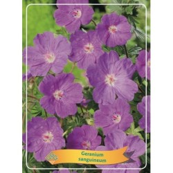 Snaputis - Geranium sanguineum P11 šviesi violetinė...