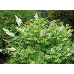 Buy plants online with home delivery