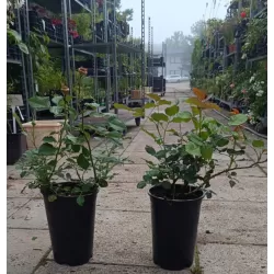 Rosa LA VILLA COTTA ®