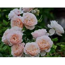 Rožių krūmai internetu su pristatymu į namus