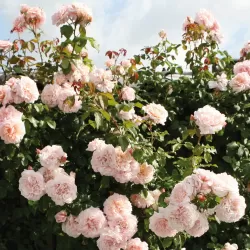 Rožių krūmai internetu su pristatymu į namus