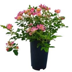 Rožė - Rosa PINK DRIFT ®