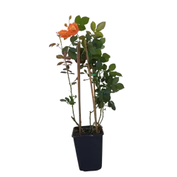 Rožė-Rosa Orange Climber
