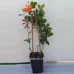 Rožė-Rosa Orange Climber