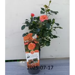 Rožė - Rosa CORAL LIONS ROSE ®