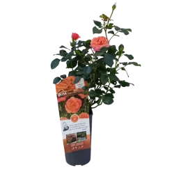 Rožė - Rosa CORAL LIONS ROSE ®