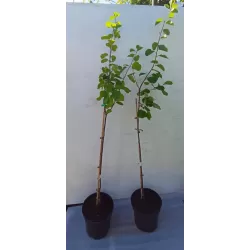 Išankstinis augalų užsakymas internetu