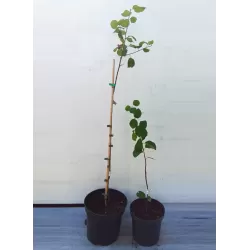 Alksnialapė medlieva - Amelanchier alnifolia HONEYWOOD