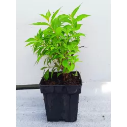 Veigelė - Weigela BIG LOVE ®