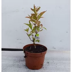 Veigelė RED PRINCE - Weigela 'Red Prince' P9 20-30 CM