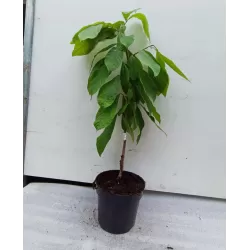 E-medelynas internete: vaismedžiai ir vaiskrūmiai