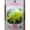 Jostras - Plumeria rubra INCA GOLD (iki rugsėjo pristatome su žiedais)