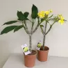 Jostras - Plumeria rubra INCA GOLD (iki rugsėjo pristatome su žiedais)