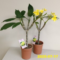 Jostras - Plumeria rubra INCA GOLD