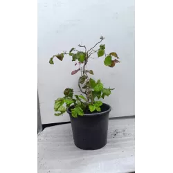 Hazel - Corylus maxima RED MAJESTIC