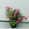 Rosa KNIRPS ®