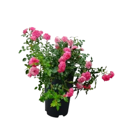 Rosa KNIRPS ®