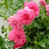 Rosa KNIRPS ®
