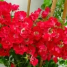 Rosa RAMBLING ROSIE