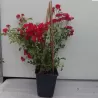 Rosa RAMBLING ROSIE