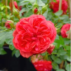 Rožė - Rosa UETERSENS ROSENKONIGIN ®