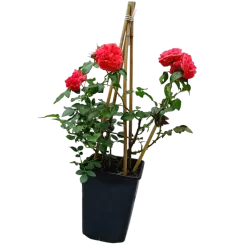 Rožė - Rosa UETERSENS ROSENKONIGIN ®