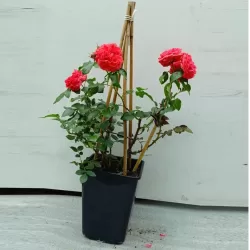 Rožė - Rosa UETERSENS ROSENKONIGIN ®