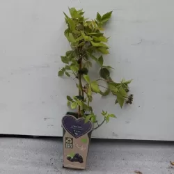 Blackberry - Rubus fruticosus BLACK SATIN