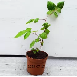Gervuogė - Rubus fruticosus TRIPLE CROWN