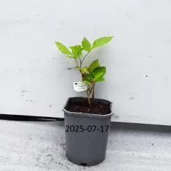 Rubus fruticosus GLORNIWA