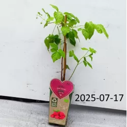 Paprastoji avietė - Rubus idaeus Tulameen