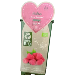 Paprastoji avietė - Rubus idaeus Tulameen