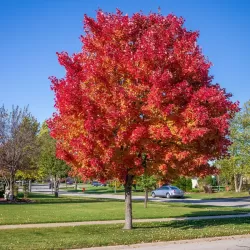 Raudonųjų klevų October Glory sodinukai su pristatymu į namus