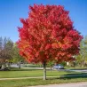Raudonasis klevas - Acer rubrum RED SUNSET