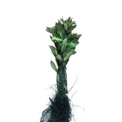 Valgomasis kaštainis - Castanea sativa