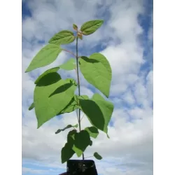 Cercidiphyllum japonicum