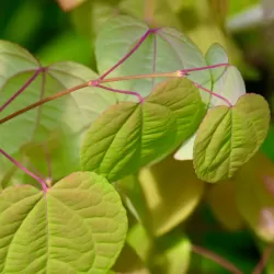 Japoninis puošmedis - Cercidiphyllum japonicum