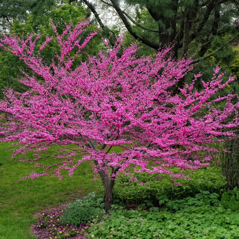 Kanadinis cercis - Cercis canadensis Kanadinis cercis - Cercis canadensis