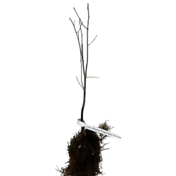Kanadinis cercis - Cercis canadensis