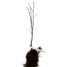 Kanadinis cercis - Cercis canadensis