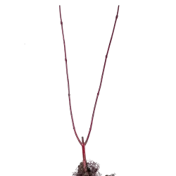 Garden plants/Trees/Flowers/ web-shop