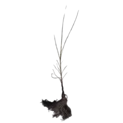 E-medelynas internete: vaismedžiai ir vaiskrūmiai