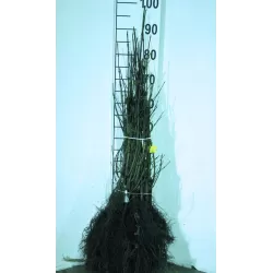 E-medelynas internete: vaismedžiai ir vaiskrūmiai