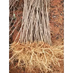 Augalai internetu - Latvijas valsts meži LVM Sēklas un stādi