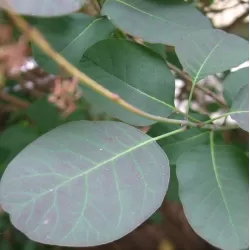 Augalai internetu - Latvijas valsts meži LVM Sēklas un stādi