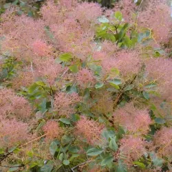 Augalai internetu - Latvijas valsts meži LVM Sēklas un stādi