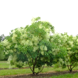 Europinis pūkenis - Cotinus coggygria