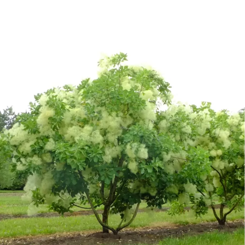 Augalai internetu - Latvijas valsts meži LVM Sēklas un stādi