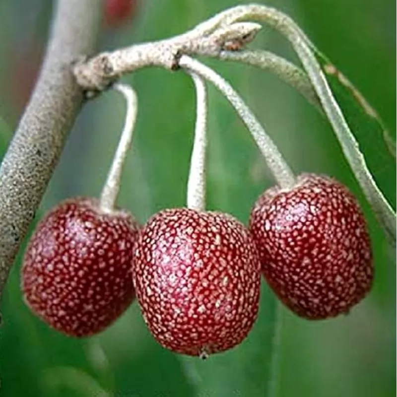 Skėtinis žilakrūmis - Elaeagnus umbellata