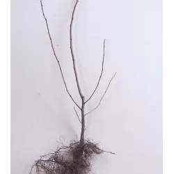 Skėtinis žilakrūmis - Elaeagnus umbellata